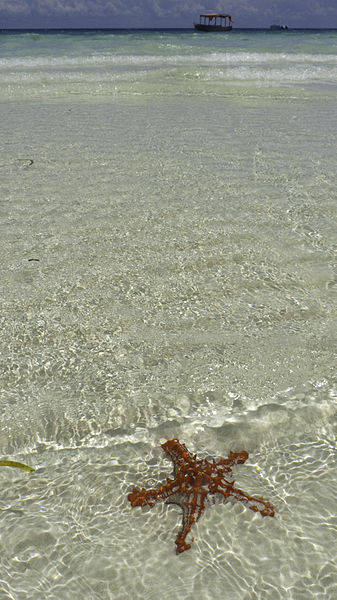 File:Red-Knobbed Starfish Nungwi.jpg