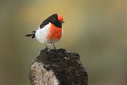 Red-capped Robin - Bimbi.jpg