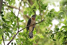 Red-chested cuckoos will parasitise the nests of white-starred robins. Red-chested Cuckoo (Cuculus solitarius) in tree.jpg