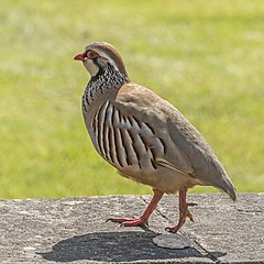 Red-legged partridge Alectoris rufa