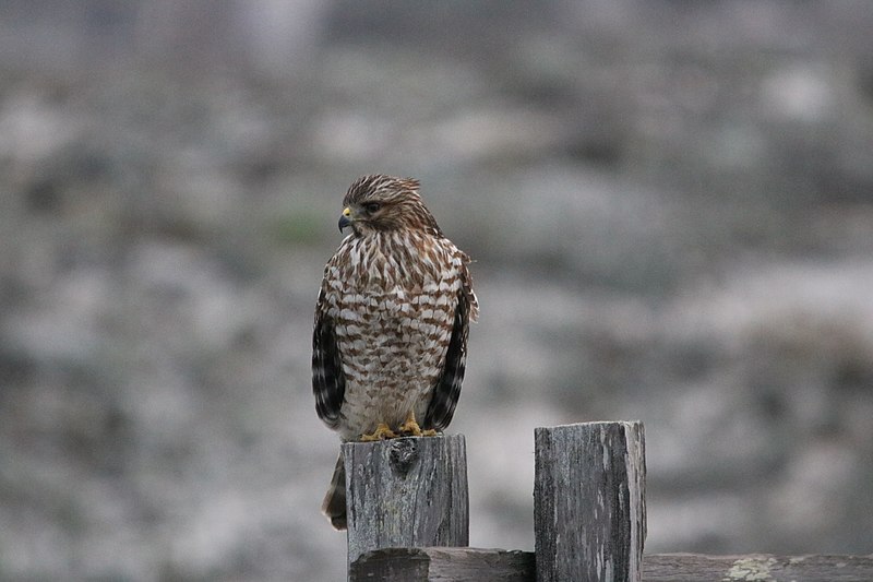 File:Red-shouldered hawk (31314225250).jpg