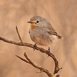 Пустковик рудогорлий (Pyrrholaemus brunneus)