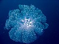 Reef0861 - Flickr - NOAA Photo Library.jpg