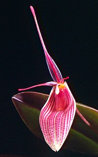 <i>Restrepia chameleon</i> Species of orchid