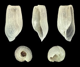 Retusa truncatula