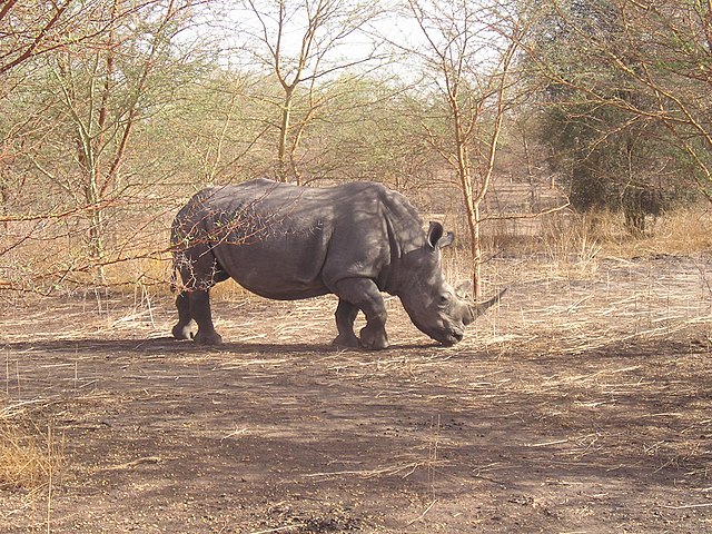 A rhinoceros in Bandia Nature Reserve, Senegal