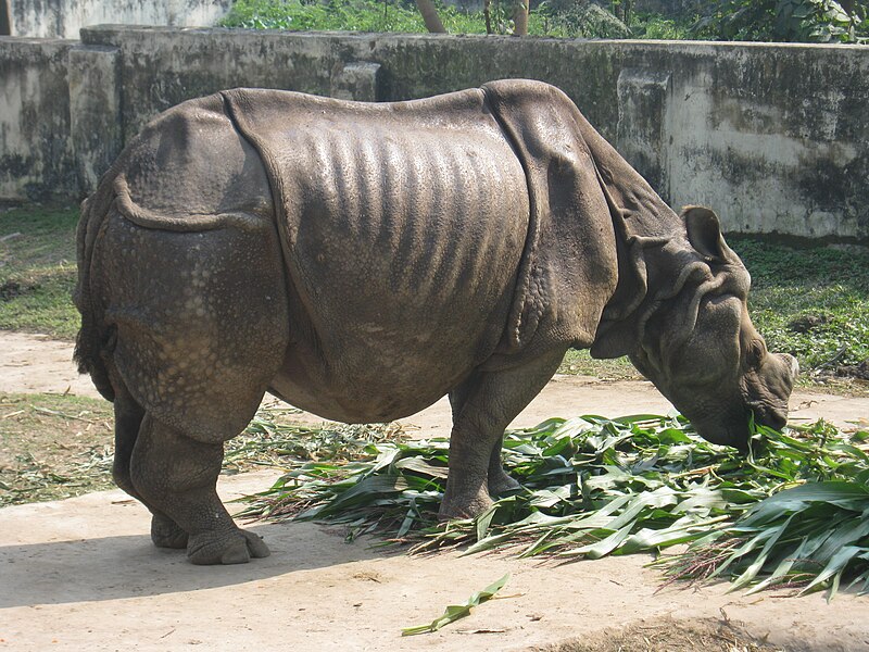 File:Rhinoceros by Rezowan.jpg