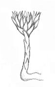 Rhizanthella slateri