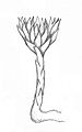 Rhizanthella slateri plant Drawing by Bernd Haynold Orchidaceae drawings