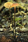 Rhizomarasmius pyrrhocephalus (Берк.) Р.Х.Питерсен 330892.jpg