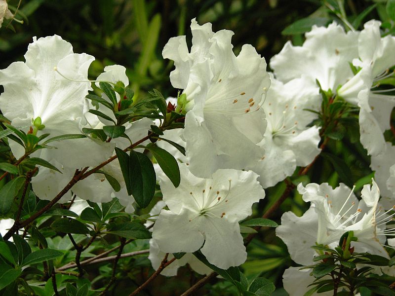 File:Rhododendron 'Schnee' 02.jpg