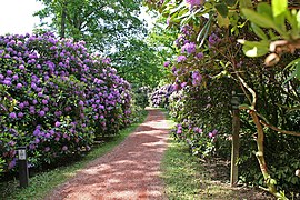 Rhododendronlaan bij Oldenzaal