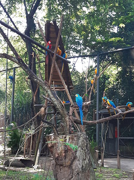 File:RioBioParque-Macaws2.jpg