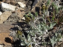 Rocky Mountain pussytoes, Antennaria media (17999310260).jpg