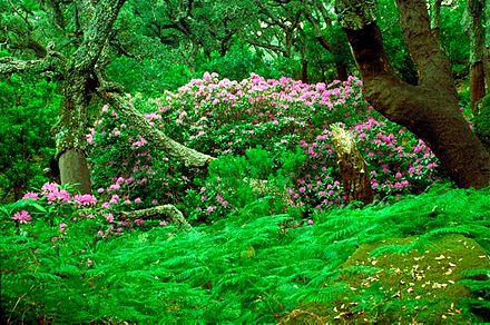 Oaks, rhododendrons and ferns in the Los Alcornocales Natural Park.