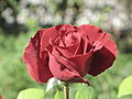 Rosa cultivar Tatjana 1.JPG