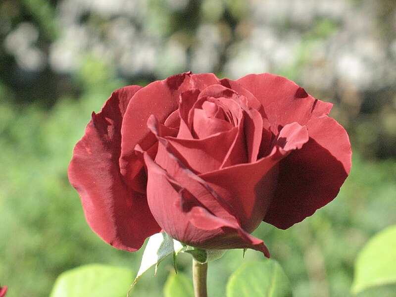 File:Rosa cultivar Tatjana 1.JPG