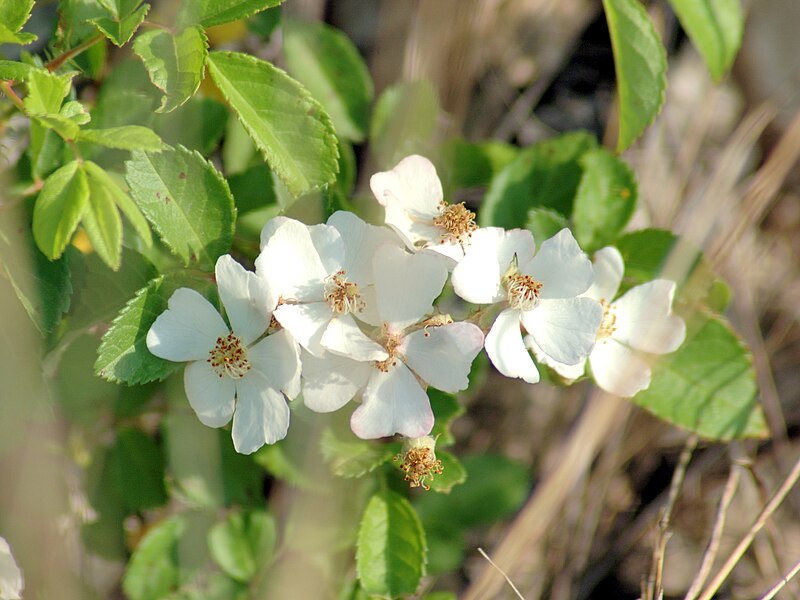 File:Rosa multiflora white flowers.jpg