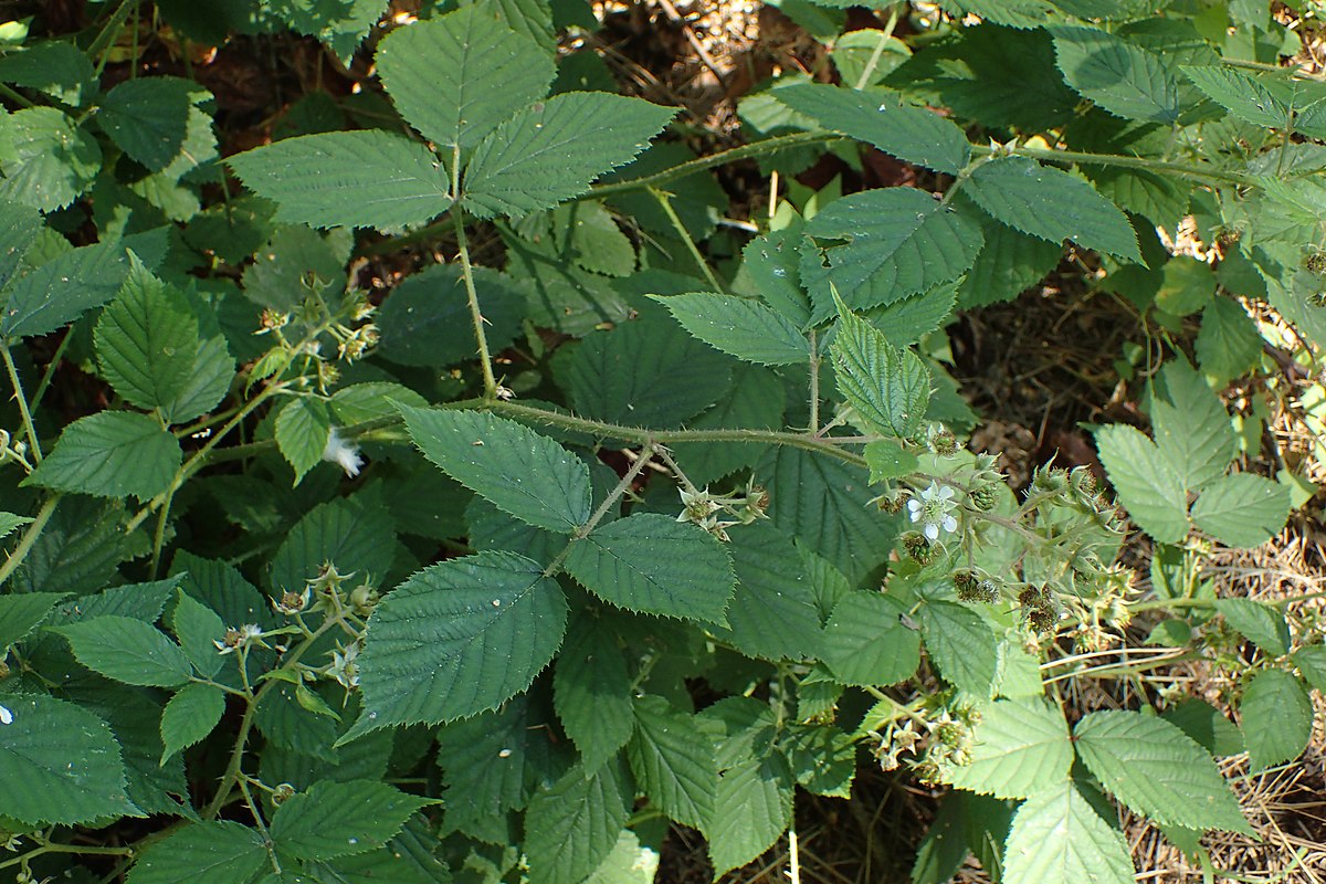 Рубус кз. Rubus strigosus. Рубус срезка. Рубус фундук 1 неизвестно последняя неизвестна 30 в НС.