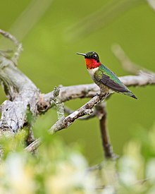 Colibri à gorge rubis 1.jpg