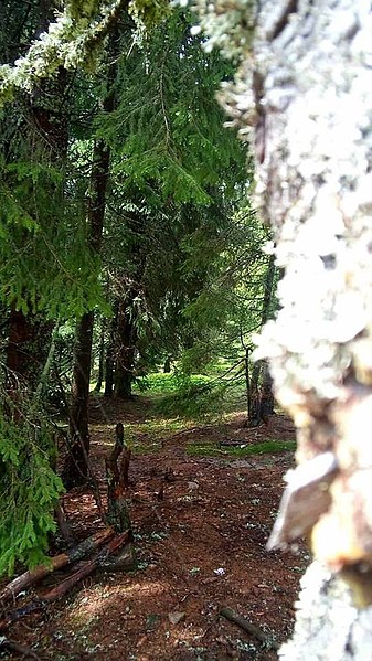 File:Rumanian Forest, Carpatos Mountains 6.jpg