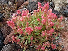 Rumex vesicarius