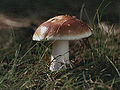 Holubinka mandlová Russula vesca