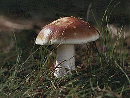 Smakelijke russula