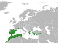 File:Ruta montana distribution.svg