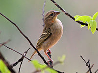 Weaver, Sakalava ♀ Ploceus sakalava