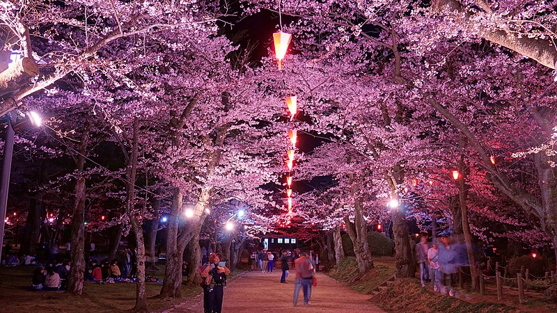 File:Sakura Matsuri in Senshu Park 20190421b.jpg