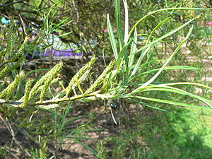 Lavender Willow (Salix eleagnos)