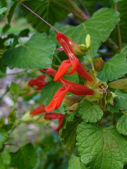 Salvia regla 