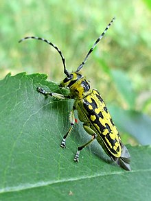 Saperda scalaris (Cerambycidae sp.), Hatertse Vennen, Нидерланды - 2.jpg