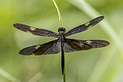 Sapphire flutterer (Rhyothemis princeps) male Cattana.jpg