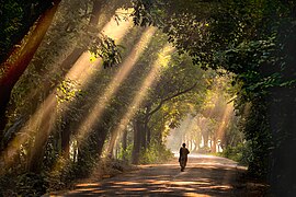 Dans le parc national de Satchari, district de Habiganj, octobre 2016.