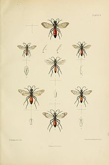 СондерсHymenopteraAculeataPlate9.jpg