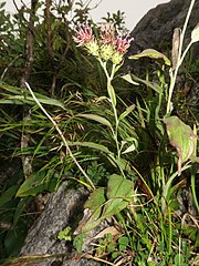 石灰岩の岩壁に斜上するコウシュウヒゴタイ。