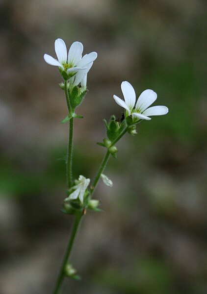 File:Saxifraga bulbifera 2.jpg