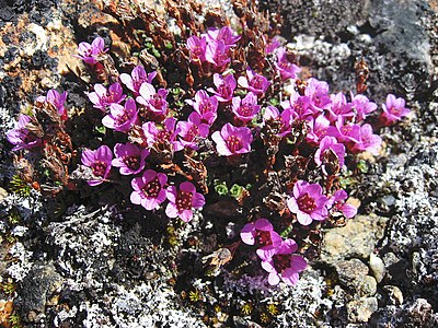 Saxifraga oppositifolia upernavik 2006-06-22 1.jpg