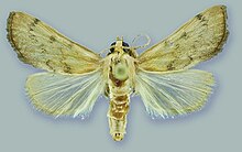 Schacontia themis - ZooKeys-291-027-g001-6.jpeg