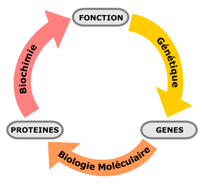 File:Schematic relationship between biochemistry, genetics and molecular biology-text-to-path-fr.svg