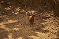 Schmetterling an Wasserstelle im en:Mountain Pine Ridge Forest Reserve