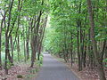 Schmöckwitz forest path.jpg