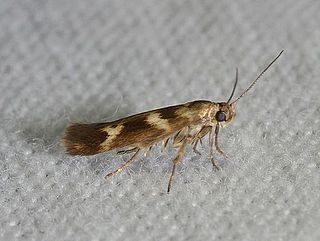 <i>Scythris trivinctella</i> Species of moth