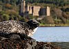 Seal on the loch shore