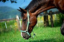 Capul unui cal de dafin cu un nas căpăstru în iarbă.
