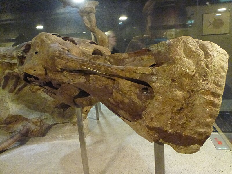 File:Senckenberg mummy 6.jpg