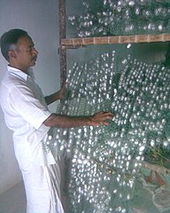Silk cocoons on mountages