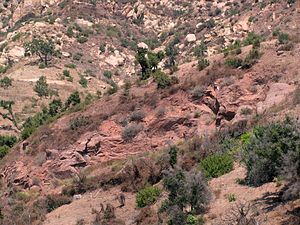 Typical outcrop of the Sespe Formation, north of Santa Barbara, California. The red rocks in the center are Sespe; lighter-colored rocks on the mountainside in the background are the Coldwater Formation. SespeOutcrop.jpg